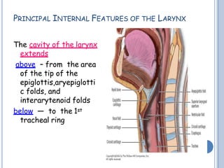 PRINCIPAL INTERNAL FEATURES OF THE LARYNX
The cavity of the larynx
extends
above – from the area
of the tip of the
epiglottis,aryepiglotti
c folds, and
interarytenoid folds
below — to the 1st
tracheal ring
 
