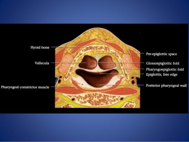 Larynx Anatomy And Laryngeal Carcinoma