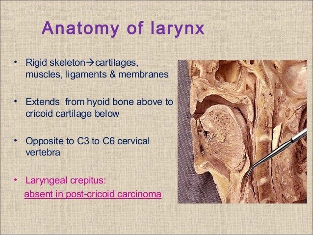 Clinical anatomy and physiology of larynx