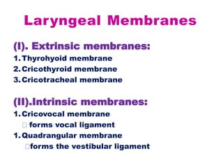 Laryngeal Membranes
(I). Extrinsic membranes:
1.Thyrohyoid membrane
2.Cricothyroid membrane
3.Cricotracheal membrane
(II).Intrinsic membranes:
1.Cricovocal membrane
forms vocal ligament
1.Quadrangular membrane
forms the vestibular ligament
 