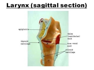 Larynx (sagittal section)
 