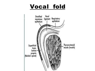 Vocal fold
 