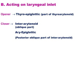 B. Acting on laryngeal inlet
Opener  Thyro-epiglottic (part of thyroarytenoid)
Closer  Inter-arytenoid
(oblique part)
Ary-Epiglottic
(Posterior oblique part of inter-arytenoid)
 