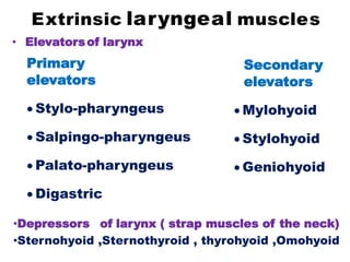 Extrinsic laryngeal muscles
• Elevatorsof larynx
Primary
elevators
 Stylo-pharyngeus
 Salpingo-pharyngeus
 Palato-pharyngeus
 Digastric
Secondary
elevators
 Mylohyoid
 Stylohyoid
 Geniohyoid
•Depressors of larynx ( strap muscles of the neck)
•Sternohyoid ,Sternothyroid , thyrohyoid ,Omohyoid
 