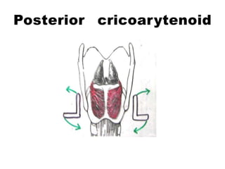 Posterior cricoarytenoid
 