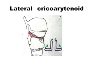 Lateral cricoarytenoid
 