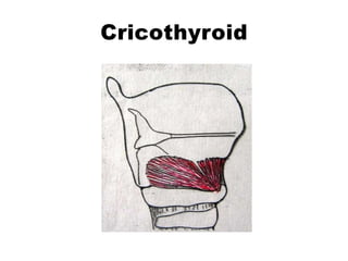 Cricothyroid
 