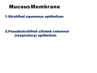 MucousMembrane
1.Stratified squamous epithelium
2.Pseudostratified ciliated columnar
(respiratory) epithelium
 