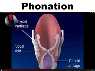 Phonation
 
