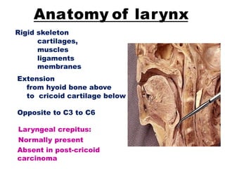 Anatomy of larynx
Rigid skeleton
cartilages,
muscles
ligaments
membranes
Extension
from hyoid bone above
to cricoid cartilage below
Opposite to C3 to C6
Laryngeal crepitus:
Normally present
Absent in post-cricoid
carcinoma
 