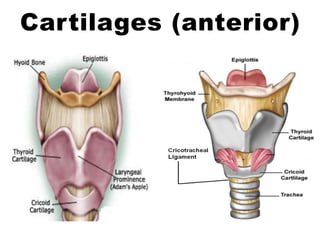 Cartilages (anterior)
 