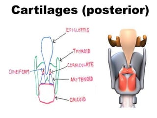 Cartilages (posterior)
 