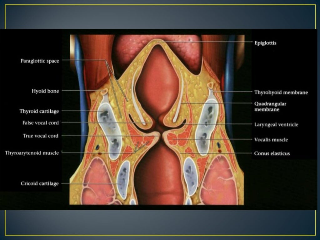 Larynx anatomy ct and mri