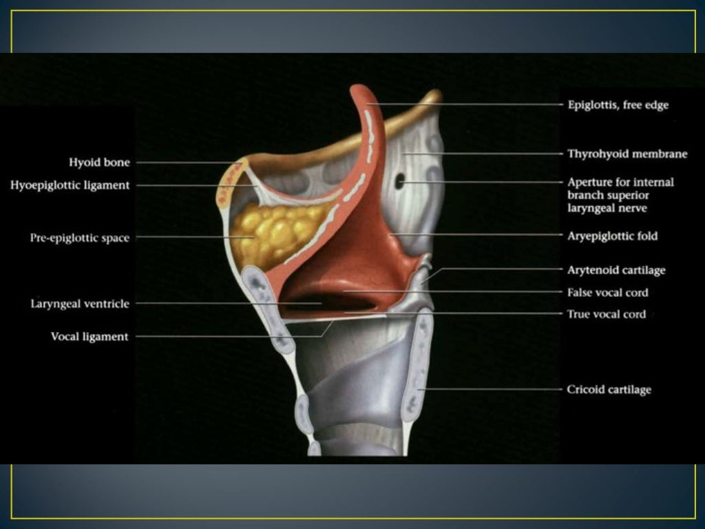 Larynx anatomy ct and mri