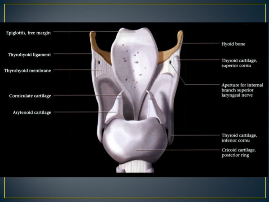 Larynx anatomy ct and mri