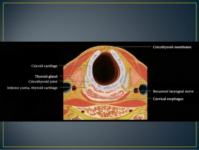 Larynx anatomy CT and MRI