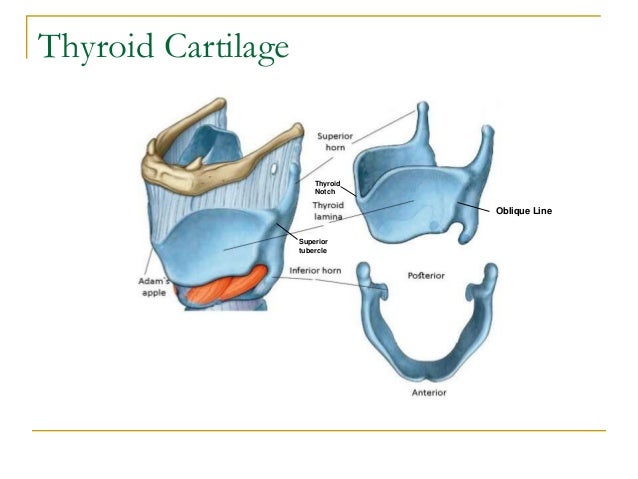 anatomy of larynx dr utkal mishra