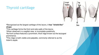 Anatomy and Physiology of the Larynx, Hyoid Bone and Trachea. SLP-1 ...