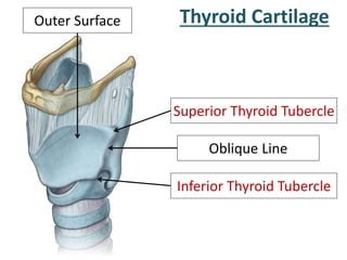 Thyroid CartilageOuter Surface
Oblique Line
Superior Thyroid Tubercle
Inferior Thyroid Tubercle
 