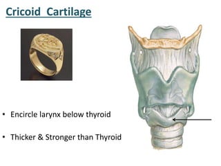 Cricoid Cartilage
• Encircle larynx below thyroid
• Thicker & Stronger than Thyroid
 