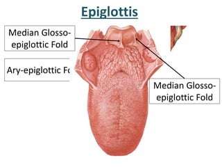 Ary-epiglottic Fold
Epiglottis
Median Glosso-
epiglottic Fold
Median Glosso-
epiglottic Fold
 