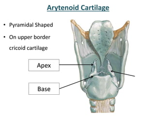Arytenoid Cartilage
• Pyramidal Shaped
• On upper border
cricoid cartilage
Apex
Base
 
