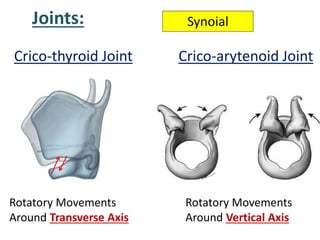 Joints:
Rotatory Movements
Around Vertical Axis
Crico-thyroid Joint Crico-arytenoid Joint
Rotatory Movements
Around Transverse Axis
Synoial
 