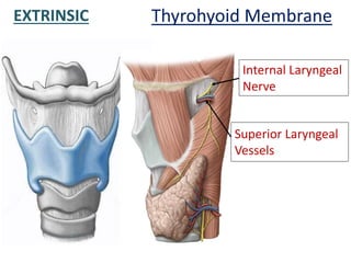 EXTRINSIC Thyrohyoid Membrane
Superior Laryngeal
Vessels
Internal Laryngeal
Nerve
 