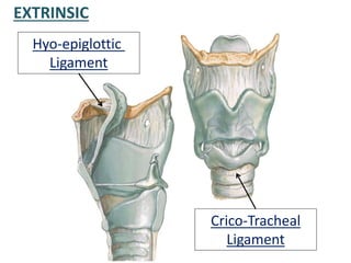 EXTRINSIC
Hyo-epiglottic
Ligament
Crico-Tracheal
Ligament
 