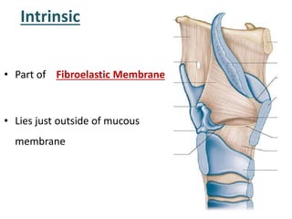 Intrinsic
• Part of Fibroelastic Membrane
• Lies just outside of mucous
membrane
 