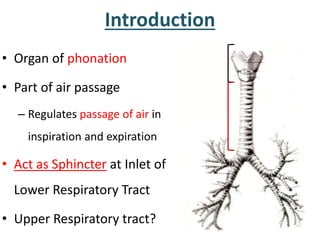 Introduction
• Organ of phonation
• Part of air passage
– Regulates passage of air in
inspiration and expiration
• Act as Sphincter at Inlet of
Lower Respiratory Tract
• Upper Respiratory tract?
 