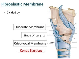 Fibroelastic Membrane
• Divided by
Sinus of Larynx
Quadrate Membrane
Crico-vocal Membrane
Conus Elasticus
 