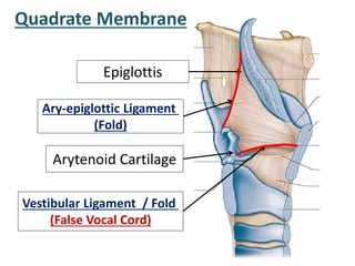 Quadrate Membrane
Arytenoid Cartilage
Epiglottis
Ary-epiglottic Ligament
(Fold)
Vestibular Ligament / Fold
(False Vocal Cord)
 