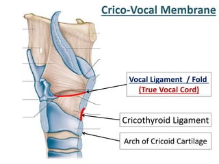 Crico-Vocal Membrane
Arch of Cricoid Cartilage
Cricothyroid Ligament
Vocal Ligament / Fold
(True Vocal Cord)
 