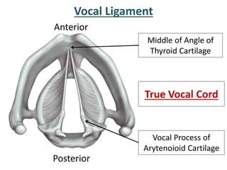 Vocal Ligament
Middle of Angle of
Thyroid Cartilage
Vocal Process of
Arytenoioid Cartilage
True Vocal Cord
Anterior
Posterior
 