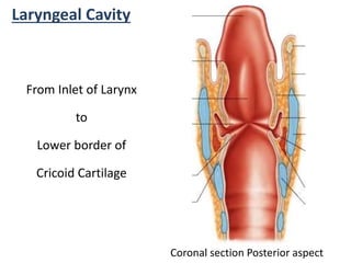 Laryngeal Cavity
Coronal section Posterior aspect
From Inlet of Larynx
to
Lower border of
Cricoid Cartilage
 