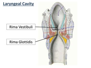 Laryngeal Cavity
Rima Vestibuli
Rima Glottidis
 