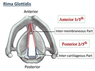 Anterior
Posterior
Rima Glottidis
Anterior 3/5th
Inter-membraneous Part
Posterior 2/5th
Inter-cartilageous Part
 