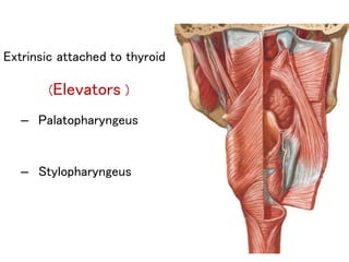 Extrinsic attached to thyroid
(Elevators )
– Palatopharyngeus
– Stylopharyngeus
 