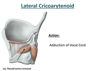 Action:
Adduction of Vocal Cord
Lateral Cricoarytenoid
Lat, Thyroid lamina removed
 