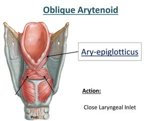 Action:
Close Laryngeal Inlet
Oblique Arytenoid
Ary-epiglotticus
Post.
 