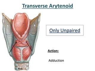Action:
Adduction
Transverse Arytenoid
Only Unpaired
Post.
 