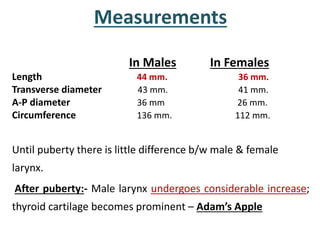 Measurements
In Males In Females
Length 44 mm. 36 mm.
Transverse diameter 43 mm. 41 mm.
A-P diameter 36 mm 26 mm.
Circumference 136 mm. 112 mm.
Until puberty there is little difference b/w male & female
larynx.
After puberty:- Male larynx undergoes considerable increase;
thyroid cartilage becomes prominent – Adam’s Apple
 