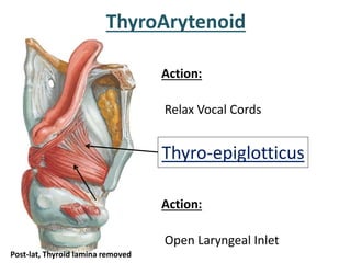 Action:
Relax Vocal Cords
ThyroArytenoid
Thyro-epiglotticus
Action:
Open Laryngeal Inlet
Post-lat, Thyroid lamina removed
 