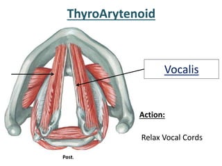 Action:
Relax Vocal Cords
ThyroArytenoid
Vocalis
Post.
 
