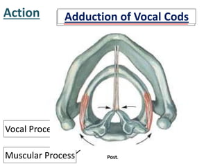 Action Abduction of Vocal CodsAdduction of Vocal Cods
Vocal Process
Muscular Process Post.
 