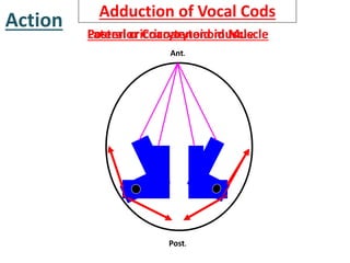 Action
Posterior Cricoarytenoid MuscleLateral cricoarytenoid muscle
Ant.
Post.
Abduction of Vocal CodsAdduction of Vocal Cods
 