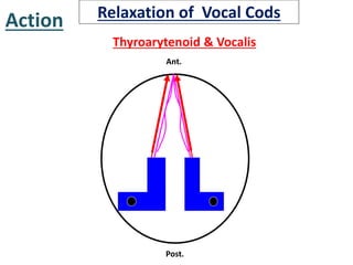Ant.
Post.
Action
Thyroarytenoid & Vocalis
Relaxation of Vocal Cods
 