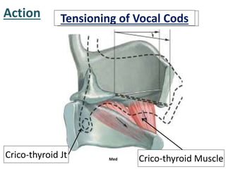 Action Rotate Thyroid ForwardTensioning of Vocal Cods
Crico-thyroid Jt Med Crico-thyroid Muscle
 