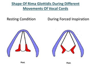 Shape Of Rima Glottidis During Different
Movements Of Vocal Cords
Resting Condition During Forced Inspiration
Post. Post.
 